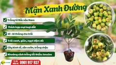 Mận Xanh Đường