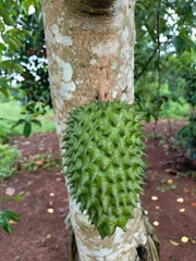 Mãng Cầu Xiêm Thái (ghép)