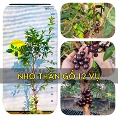 Nho Thân Gỗ 12 Vụ