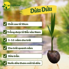 Dừa Dứa