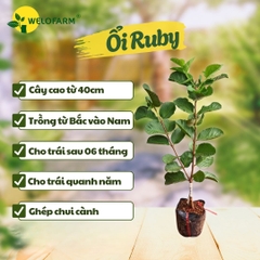 Ổi Ruby