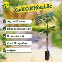 Xoài Cát Hòa Lộc