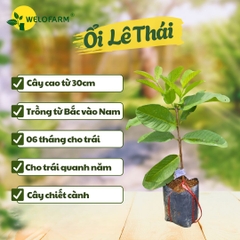 Ổi Lê Thái