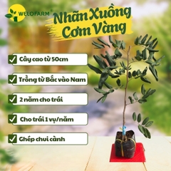 Nhãn Xuồng Cơm Vàng