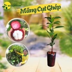 Măng Cụt Ghép