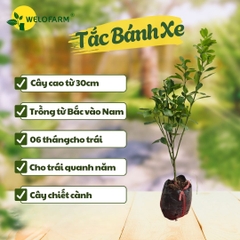 Tắc Bánh Xe
