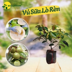 Vú Sữa Lò Rèn