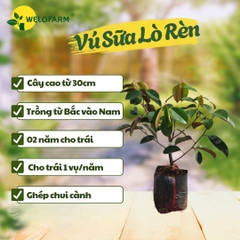 Vú Sữa Lò Rèn