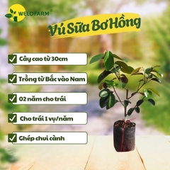 Vú Sữa Bơ Hồng