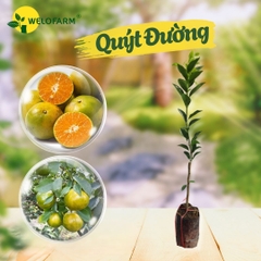 Quýt Đường
