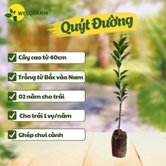 Quýt Đường