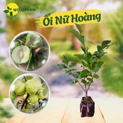 Ổi Nữ Hoàng