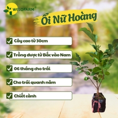 Ổi Nữ Hoàng