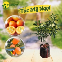 Tắc Mỹ (Ngọt)