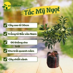 Tắc Mỹ (Ngọt)