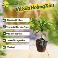 Vú Sữa Hoàng Kim