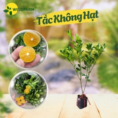 Tắc Không Hạt
