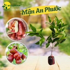 Mận An Phước