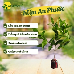 Mận An Phước