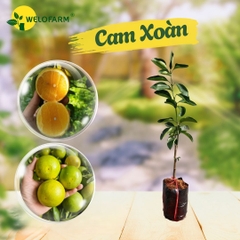 Cam Xoàn