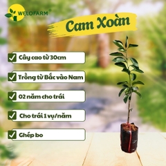 Cam Xoàn