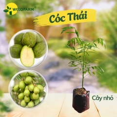 Cóc Thái