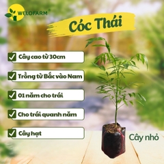 Cóc Thái