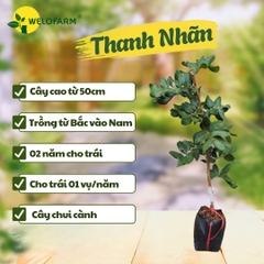 Thanh Nhãn Trái To