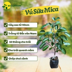 Vú Sữa Mica