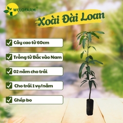 Xoài Đài Loan