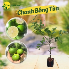 Chanh Bông Tím