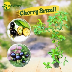 Cherry Brazil