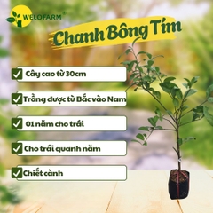 Chanh Bông Tím