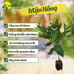 Mận Hồng