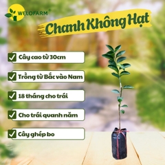 Chanh Không Hạt
