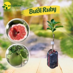Bưởi Ruby