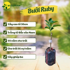 Bưởi Ruby