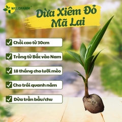 Dừa Xiêm Đỏ Mã Lai