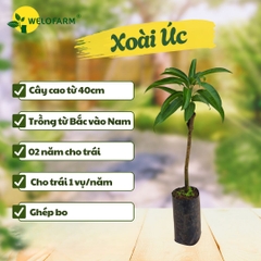 Xoài Úc