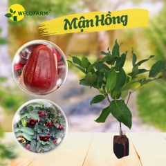 Mận Hồng