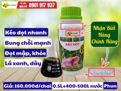 Welofarm Rồng Xanh Kéo Đọt