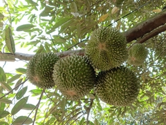 Sầu riêng Black Thorn