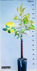 Sầu Riêng Ri 6