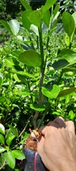 Tắc Bánh Xe
