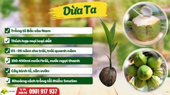 Dừa Ta