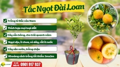 Tắc Ngọt Đài Loan