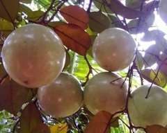 Vú Sữa Bơ Hồng