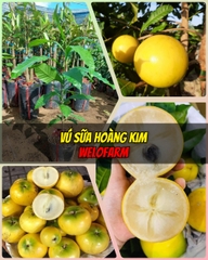 Vú Sữa Hoàng Kim