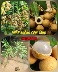 Nhãn Xuồng Cơm Vàng