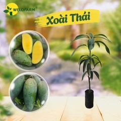 Xoài Thái